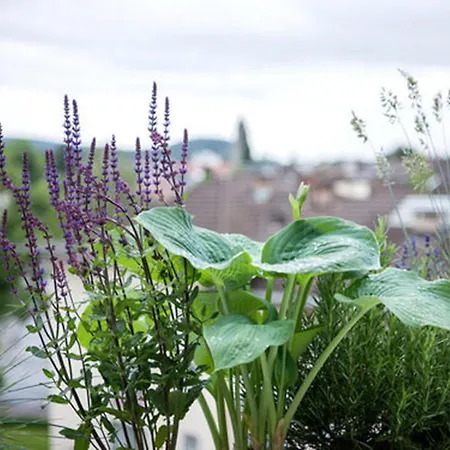 Hottingen Ζυρίχη